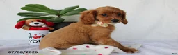 Cavapoo dogs for sale: Sadie - Ad 4