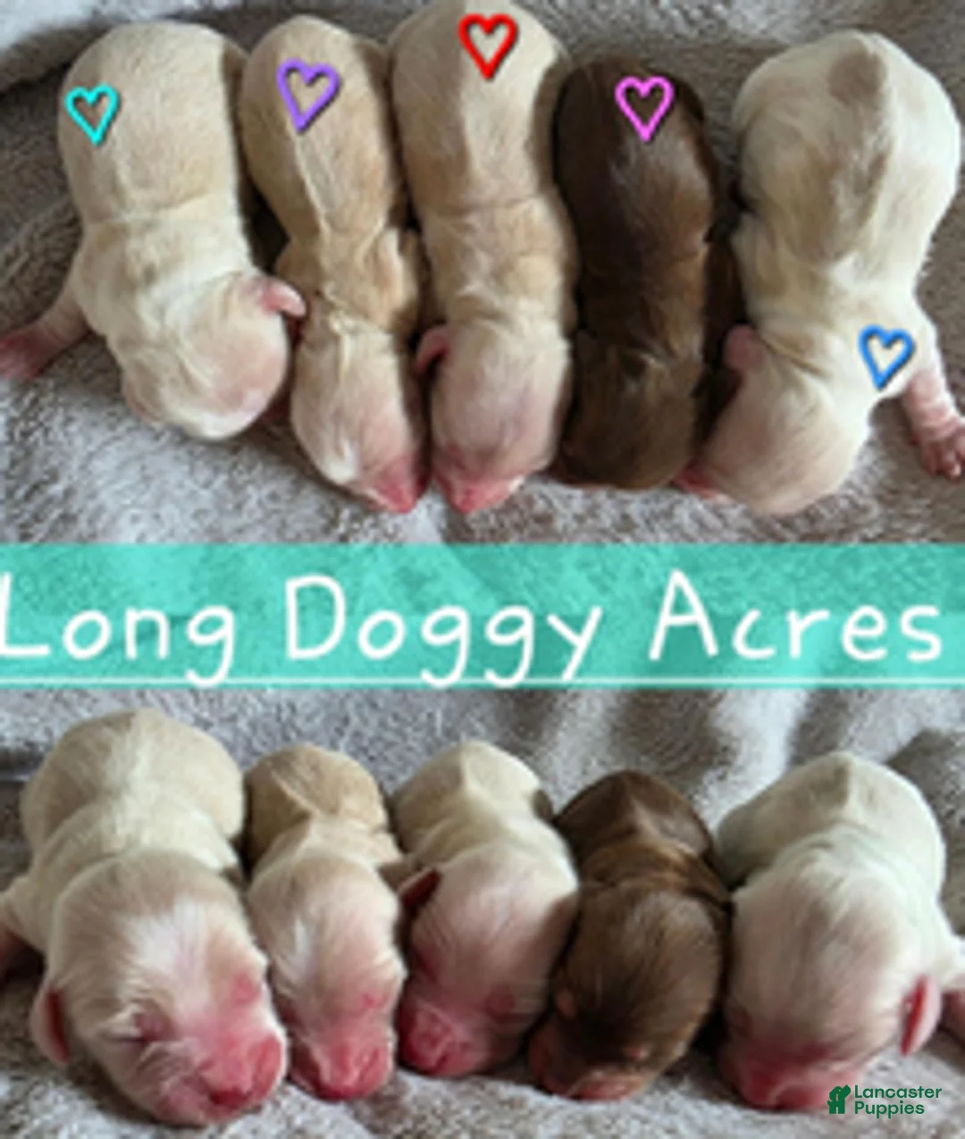 Dachshund dogs for sale: Baby girl purple heart - Ad 1