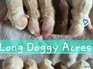 Dachshund dogs for sale: Baby girl purple heart - Ad 3