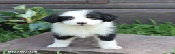 Australian Shepherd dogs for sale: Marshal - Ad 5