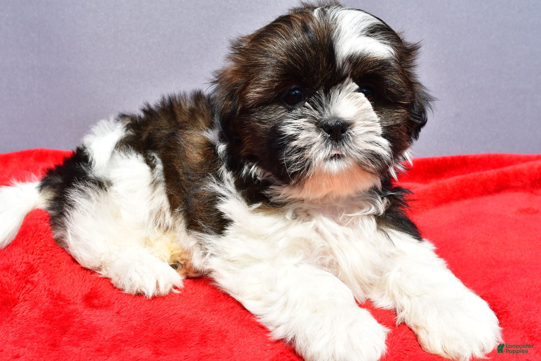 Shih Tzu dogs Milly - Ad 2