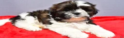 Shih Tzu dogs for sale: Milly - Ad 2