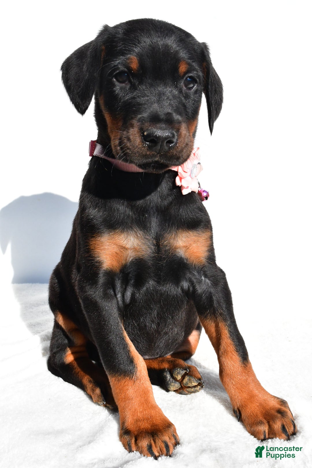 Doberman Pinscher dogs for sale: Lola - Ad 7