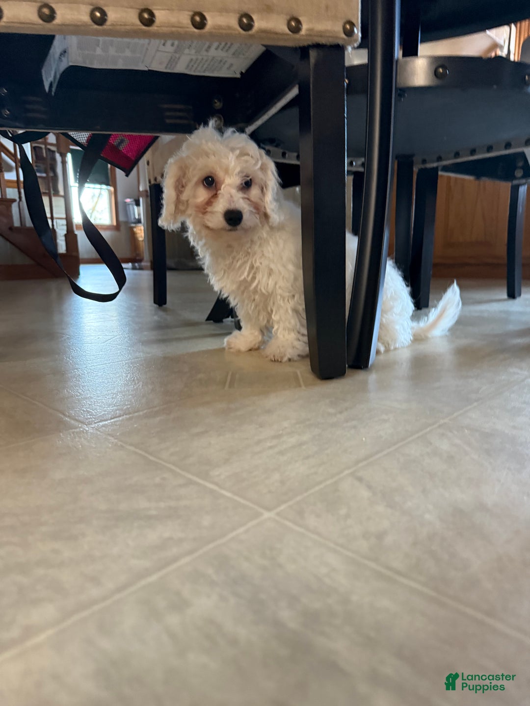 Mixed Breed dogs for sale: Mixed Breed Puppy 1 - Ad 2