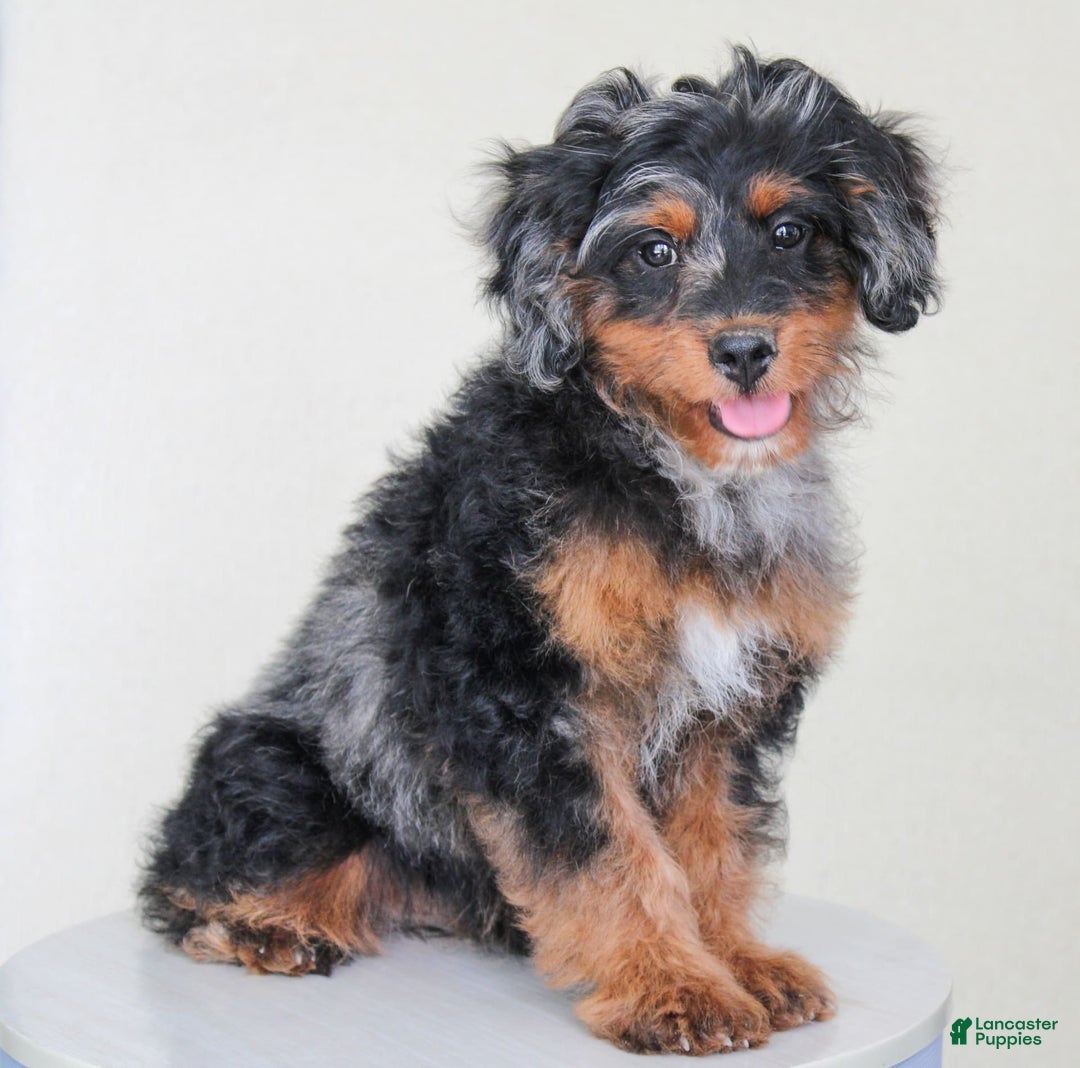 Cavapoo dogs for sale: Truffles - Ad 7