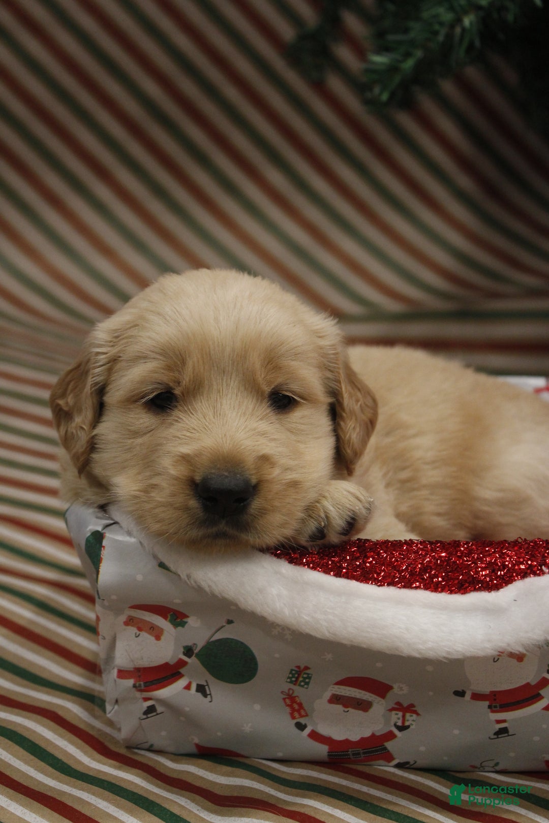 Golden Retriever dogs for sale: Rudolph  - Ad 1