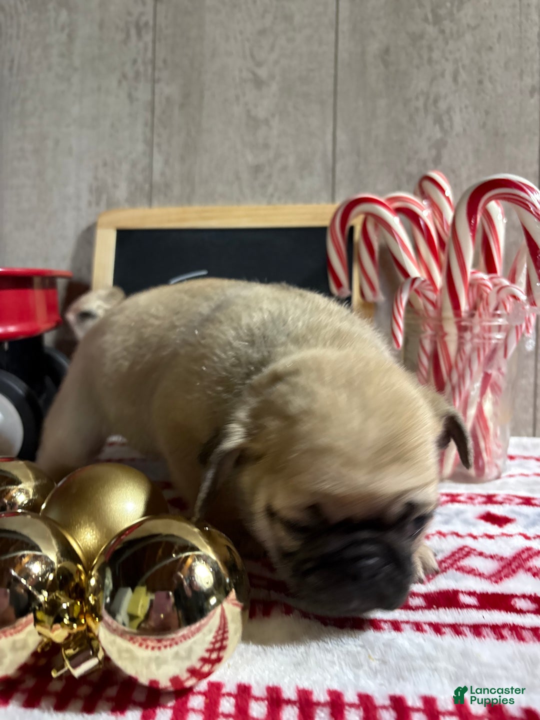 Pug dogs for sale: Tucker - Ad 3