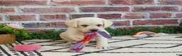 Labrador Retriever dogs for sale: Whitney  - Ad 4