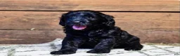 Goldendoodle dogs for sale: Scout (Green Collar) - Ad 4