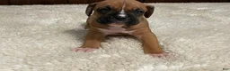 Boxer dogs for sale: Rocky - Ad 18