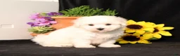 Bichon Frise dogs for sale: Sadie - Ad 1