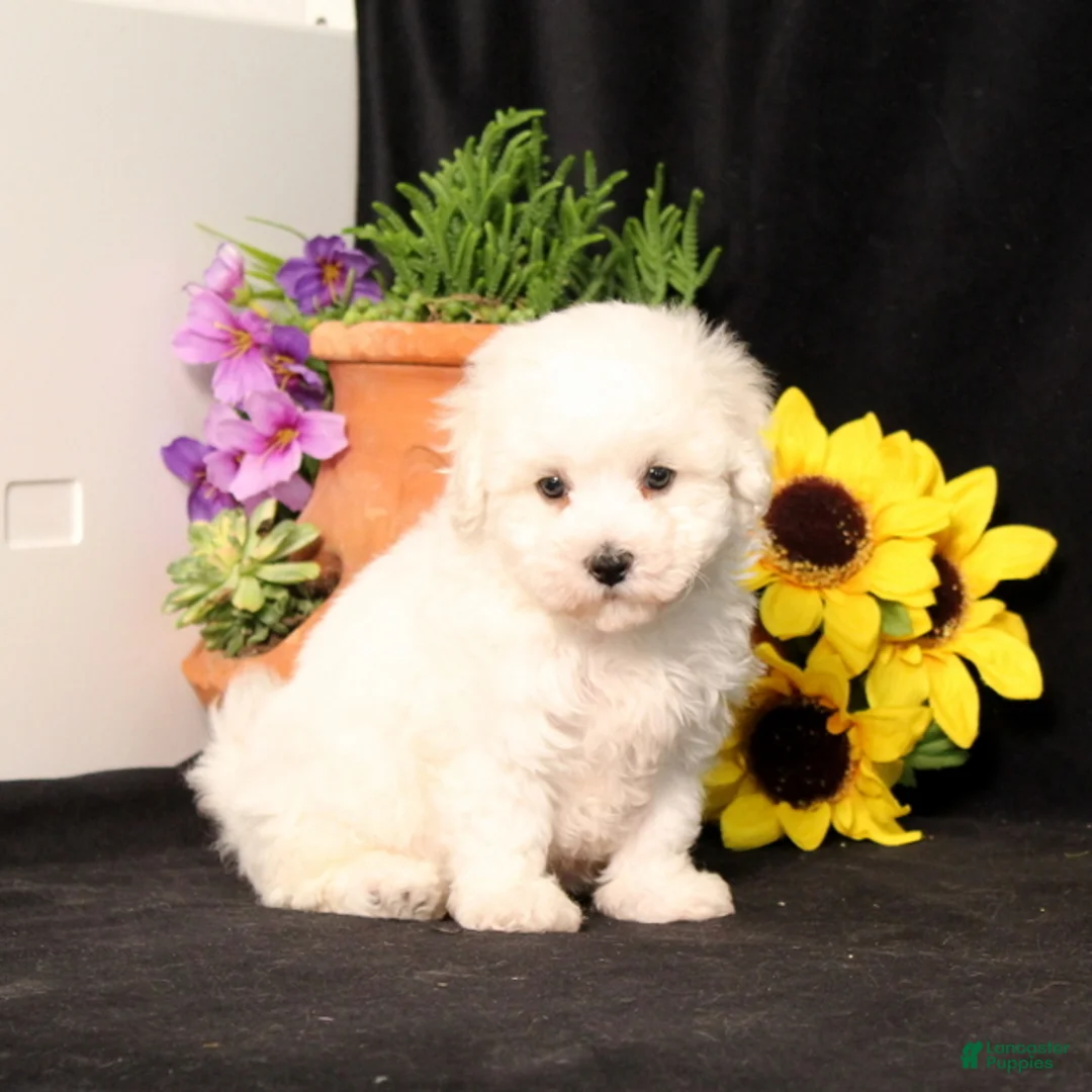 Bichon Frise dogs for sale: Sadie - Ad 1