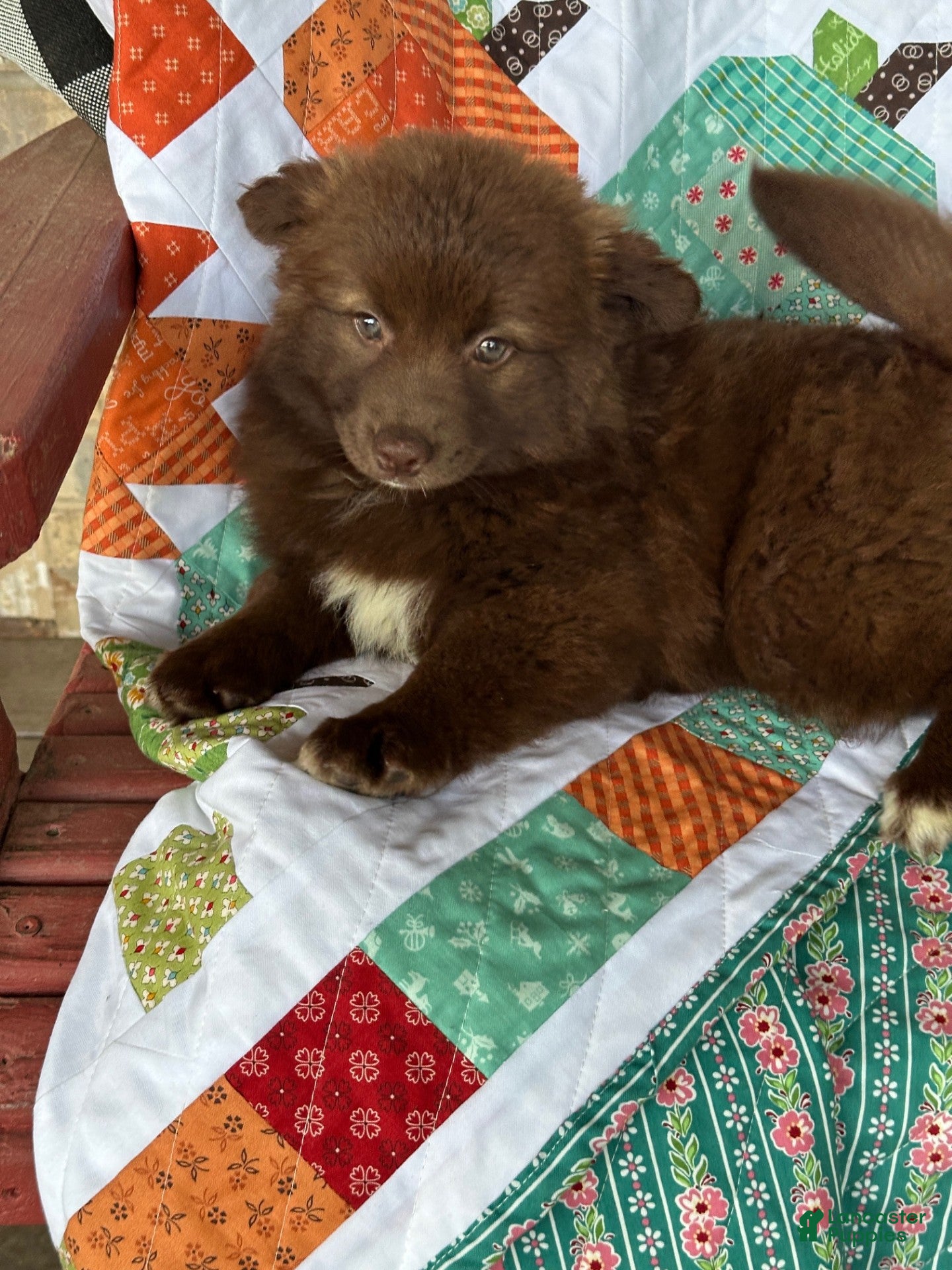 Pomsky dogs for sale: Chief - Ad 4