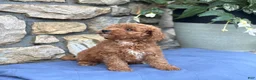 Miniature Poodle dogs for sale: Max - Ad 12
