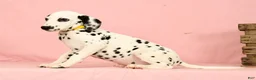 Dalmatian dogs for sale: Robo - Ad 5
