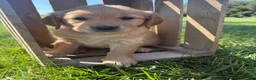 Golden Retriever dogs for sale: White Collar  - Ad 3
