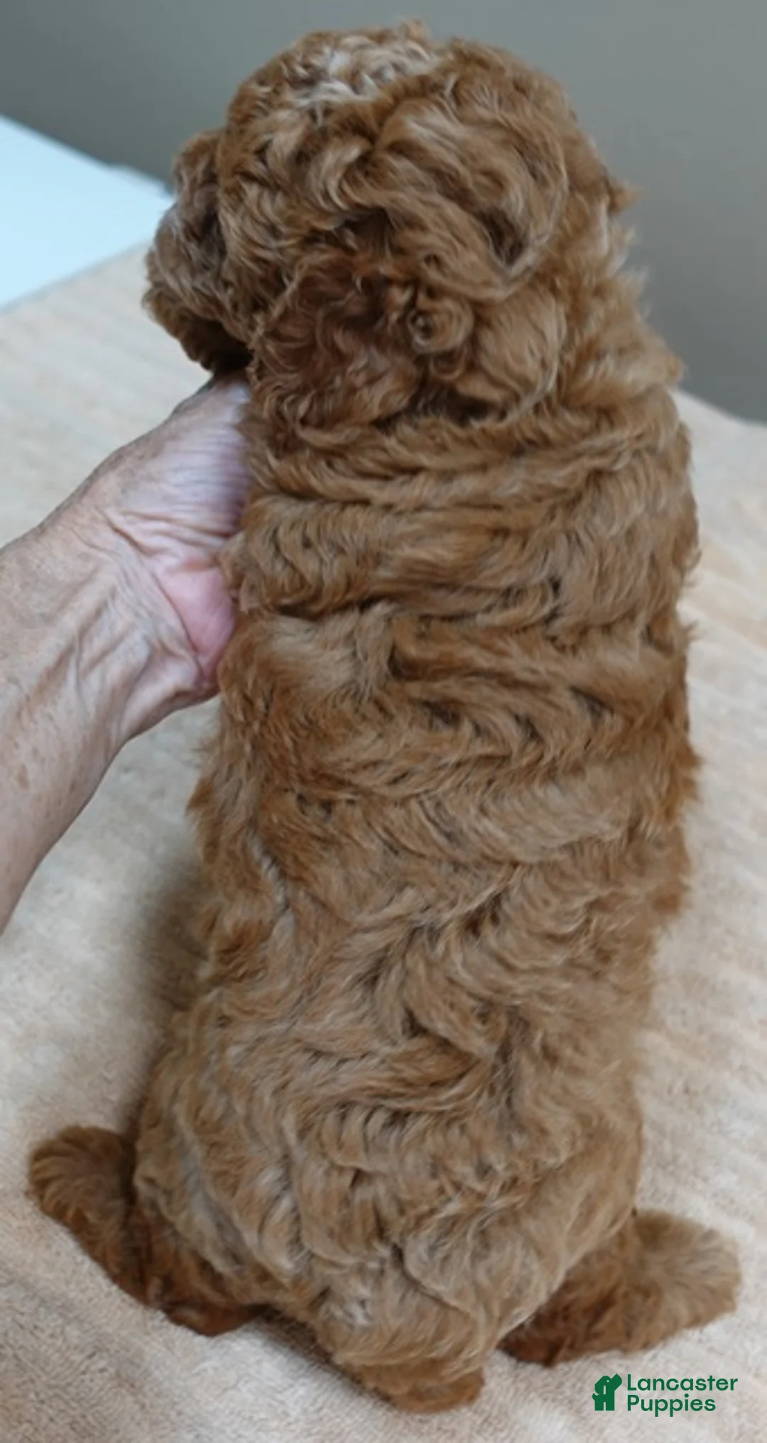 Toy Poodle dogs for sale: stunning deep red - Ad 2