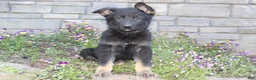 German Shepherd dogs for sale: Diesel  - Ad 5