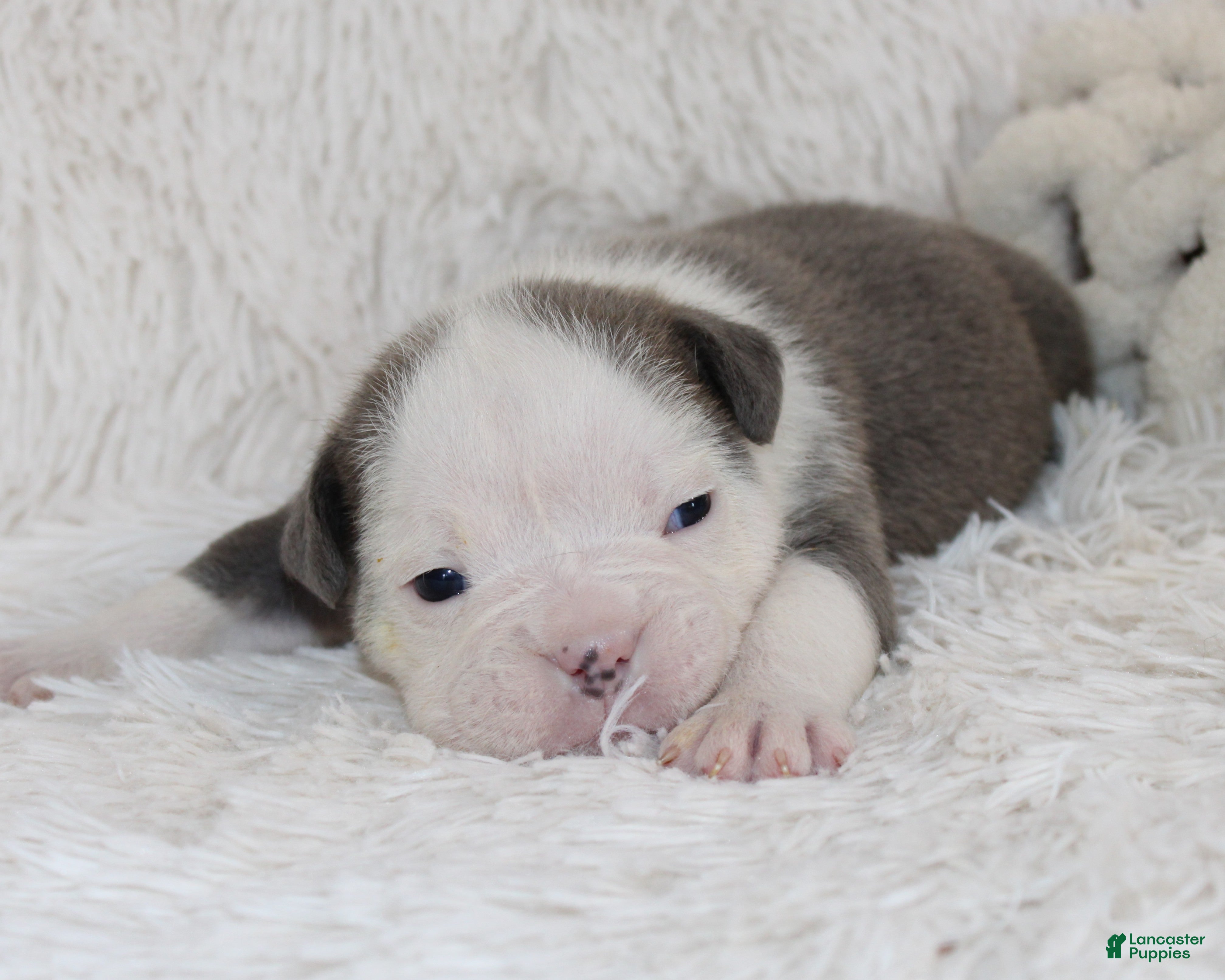 English Bulldog dogs Scott - Ad 39