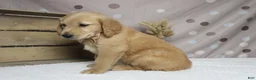 Golden Retriever dogs for sale: Brioche  - Ad 2