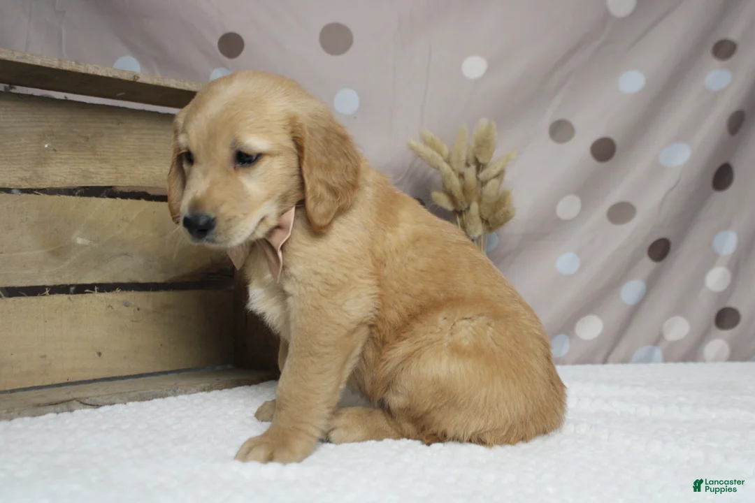 Golden Retriever dogs for sale: Brioche  - Ad 2