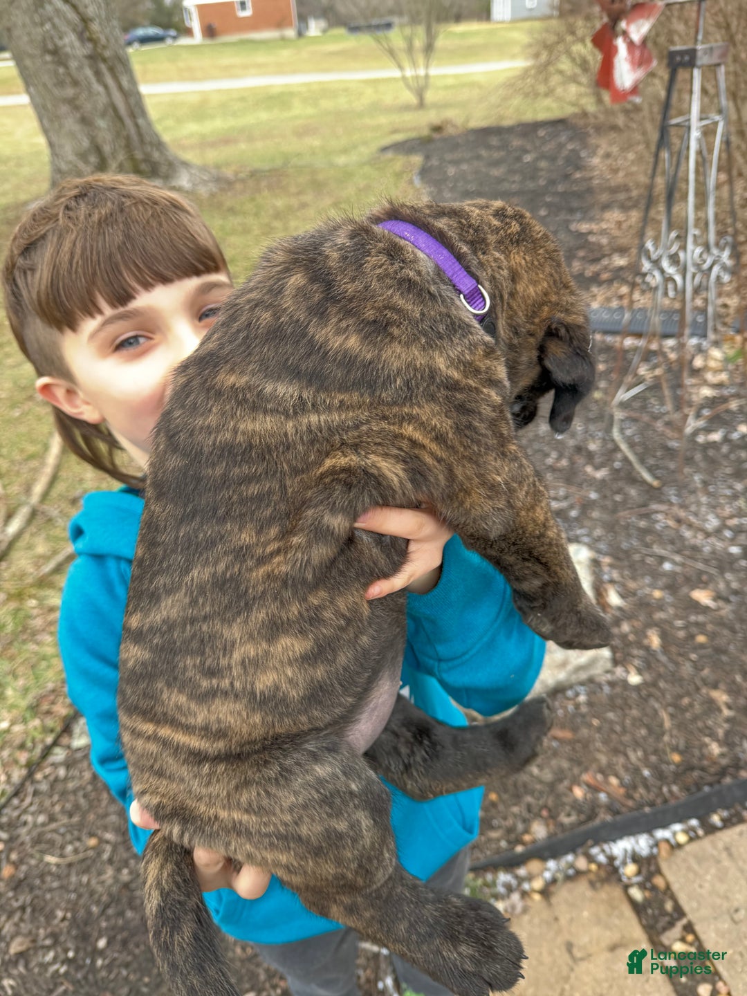 English Mastiff dogs for sale: English Mastiff Puppy “Purple” - Ad 2