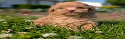 Toy Poodle dogs for sale: Scone - Ad 1