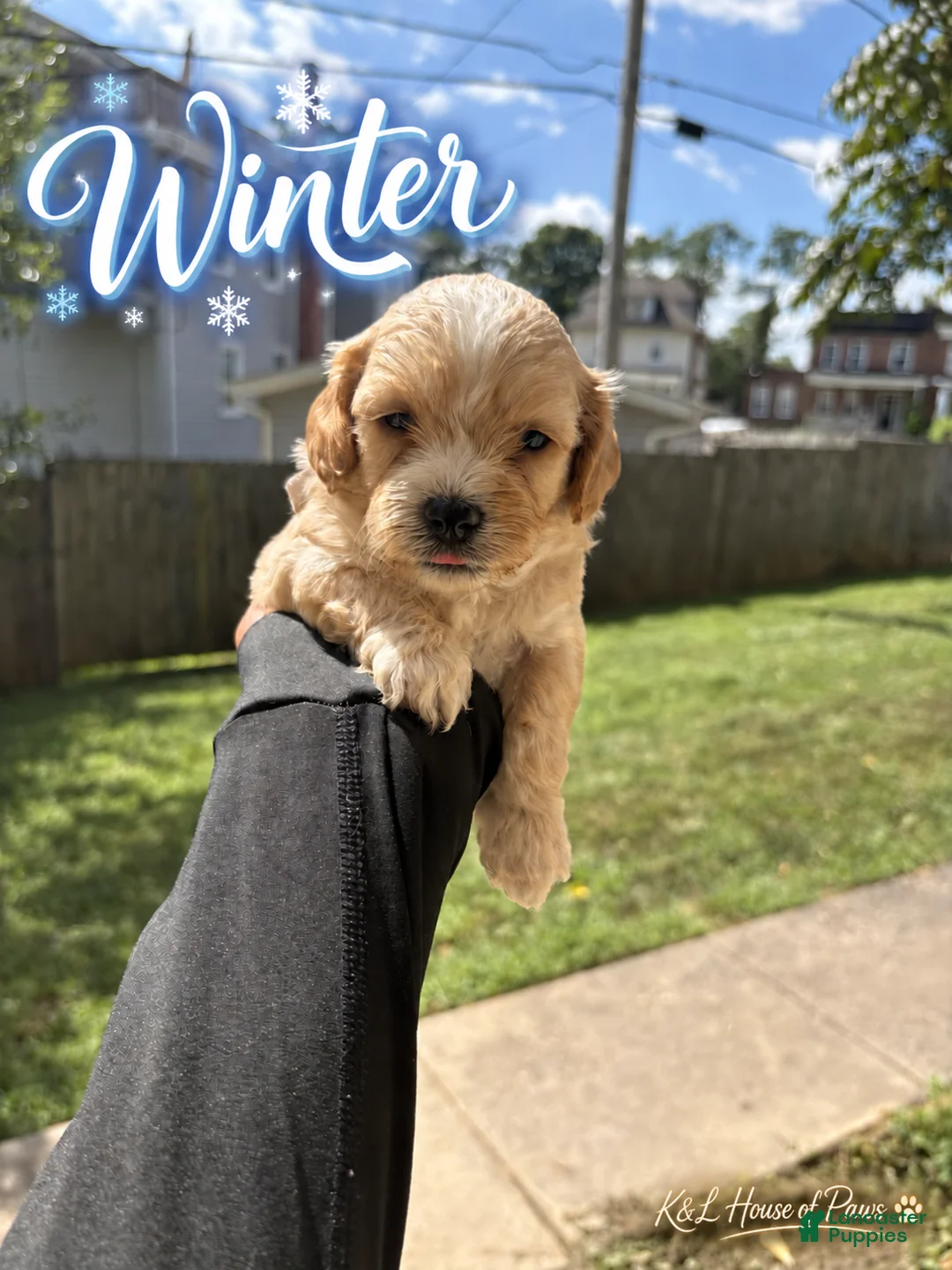 Maltipoo dogs for sale: Winter - Ad 2