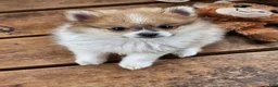 Pomeranian dogs for sale: Abigail  - Ad 6