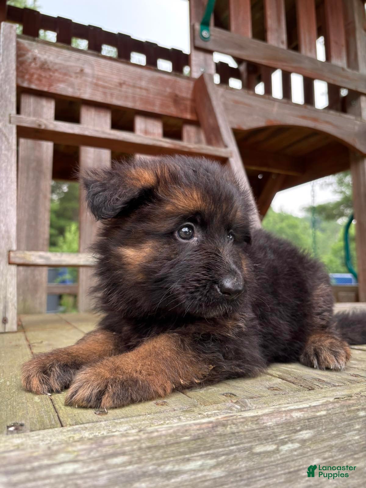 German Shepherd dogs Hazel - Ad 2