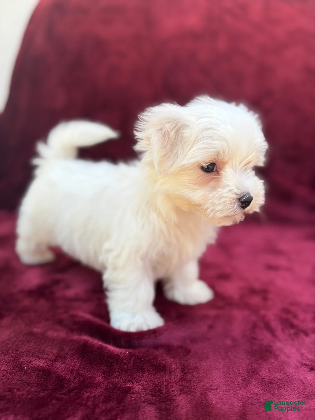 Maltese dogs for sale: Leo - Ad 2