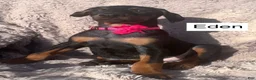 Doberman Pinscher dogs for sale: Eden - Ad 3
