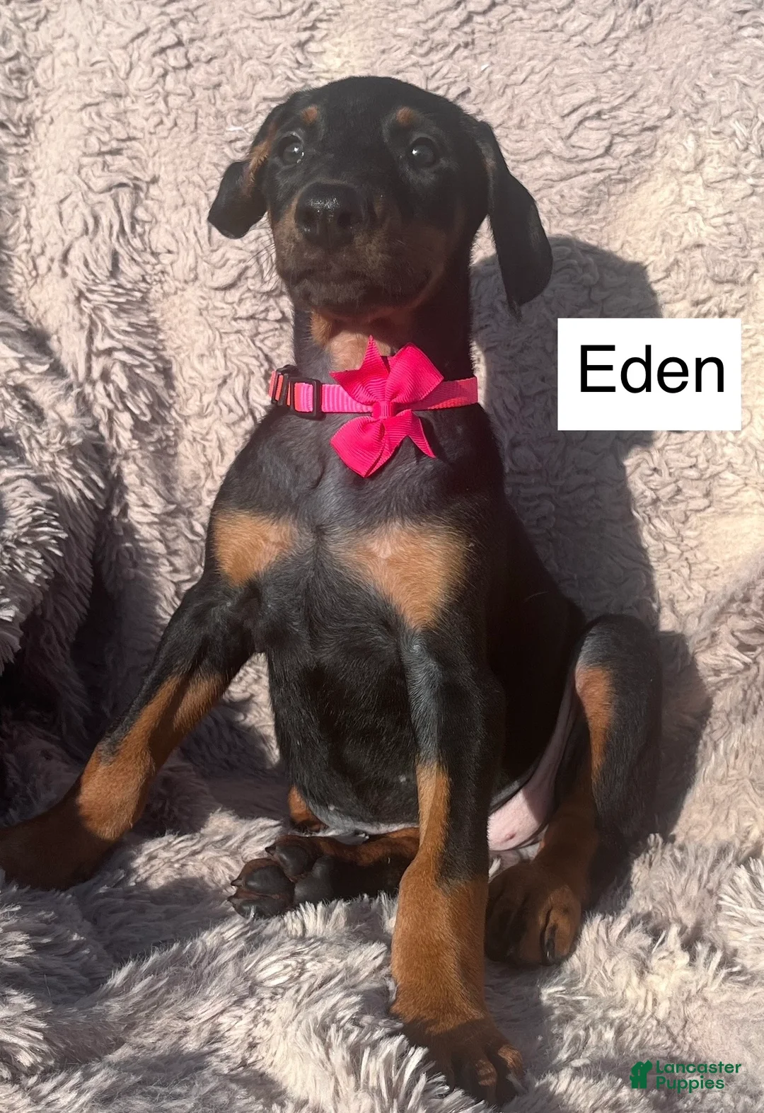 Doberman Pinscher dogs for sale: Eden - Ad 3