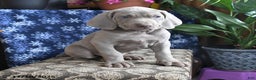Weimaraner dogs for sale: Duke - Ad 3