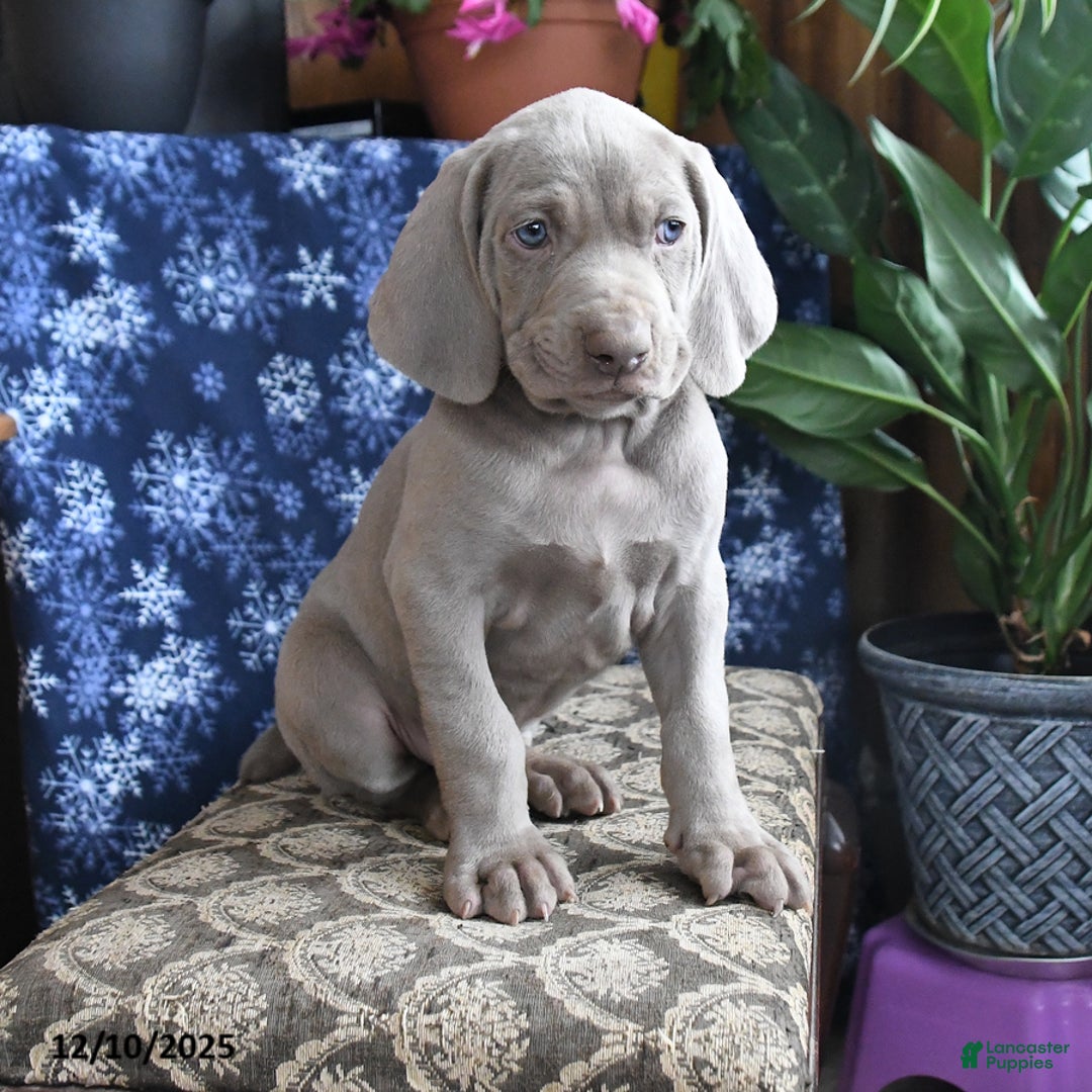 Weimaraner dogs for sale: Duke - Ad 3