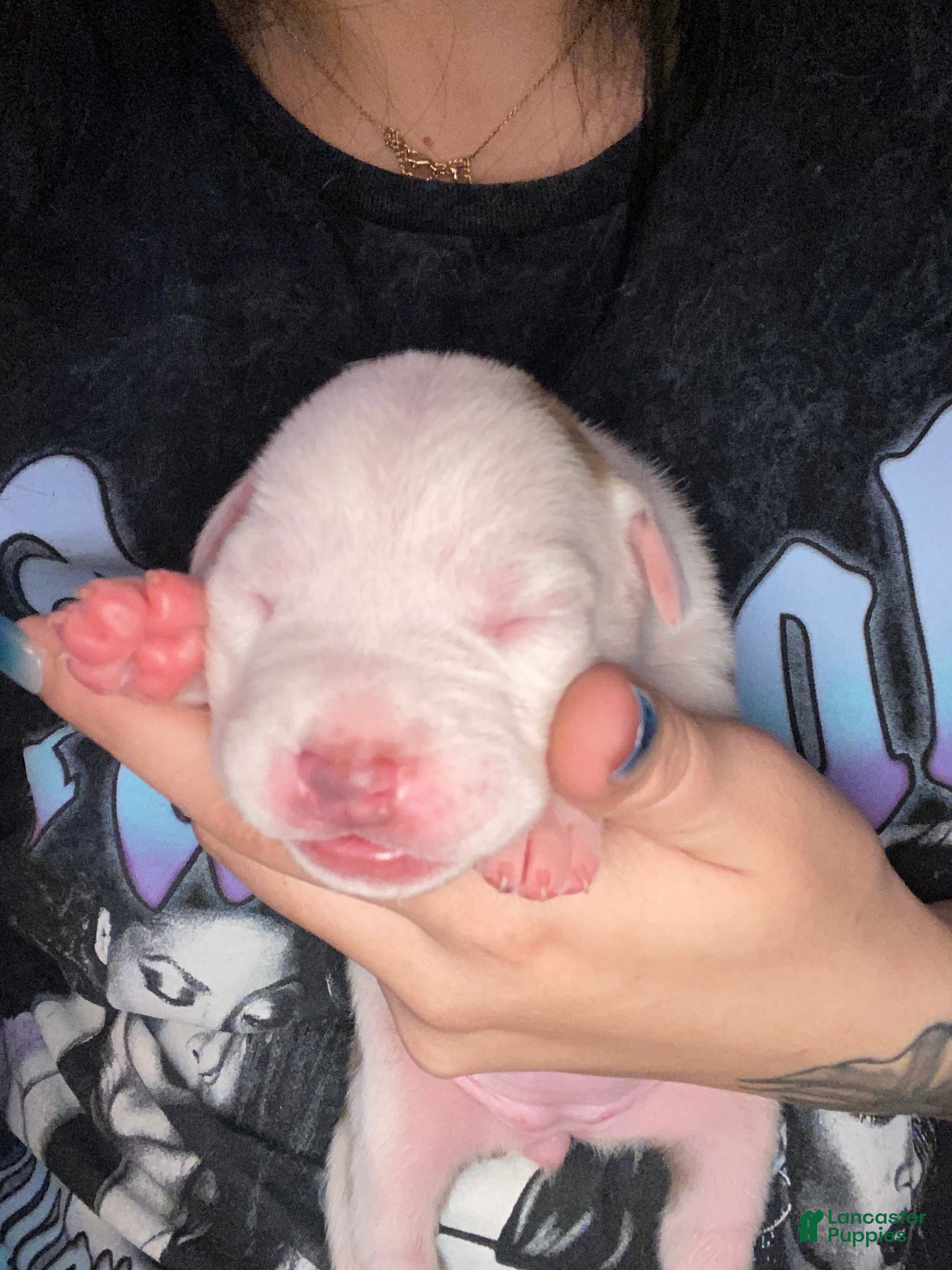 Mixed Breed dogs Mixed Breed Puppy 6 - Ad 10