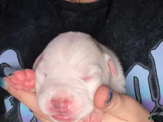 Mixed Breed dogs Mixed Breed Puppy 6 - Ad 10