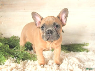 French Bulldog dogs - Ad 40