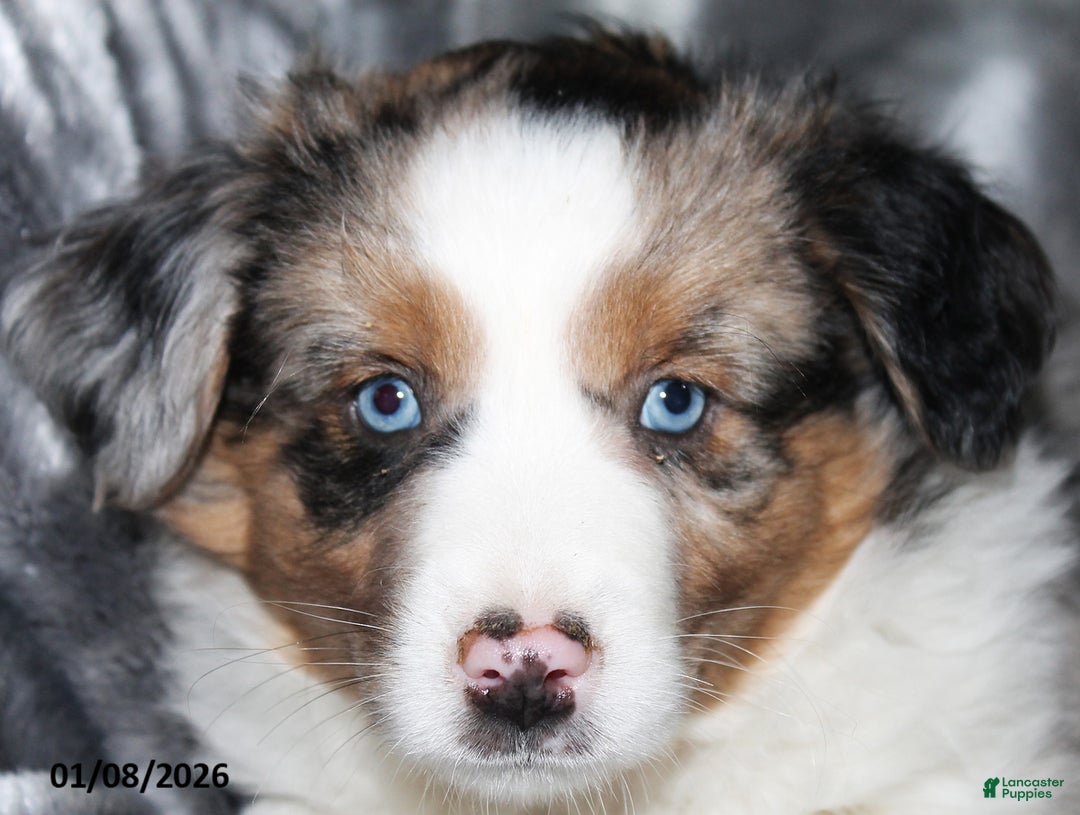 Miniature Australian Shepherd dogs for sale: Abby - Ad 5