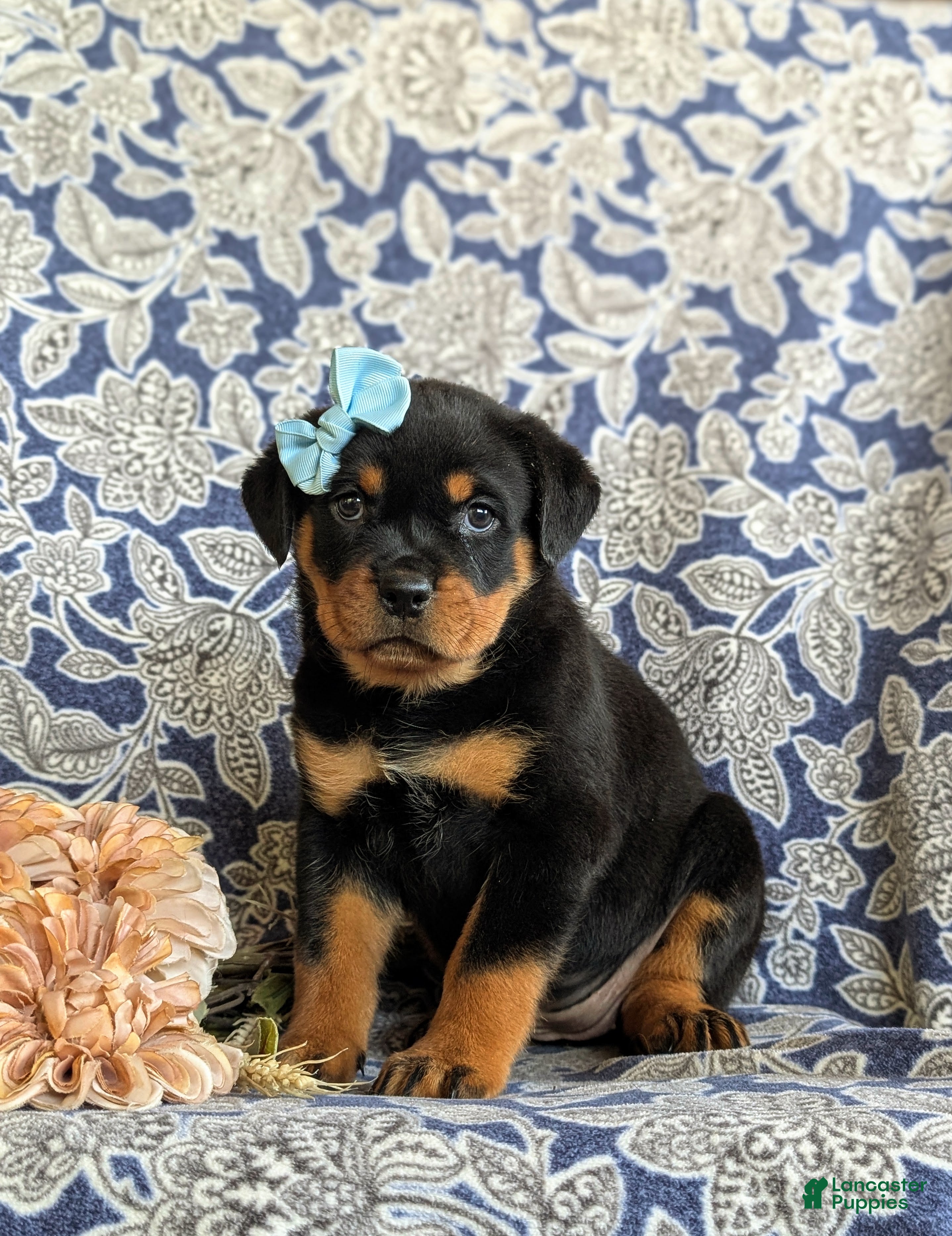 Rottweiler dogs for sale: Dayna - Ad 1