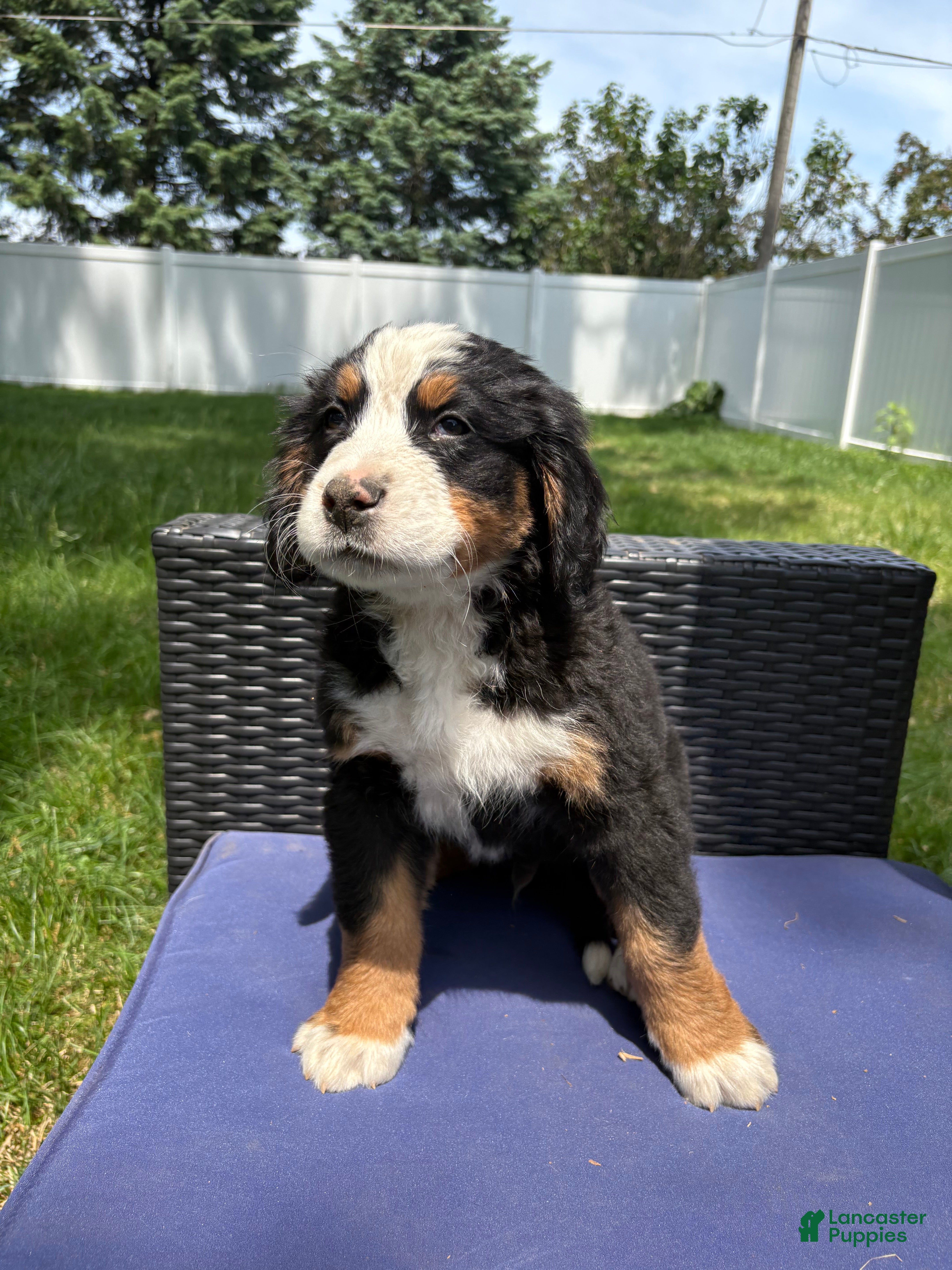 Bernese Mountain Dog dogs Charm  - Ad 2