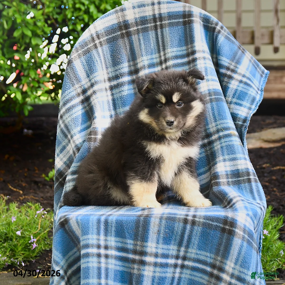 Pomsky dogs for sale: Telsa - Ad 3
