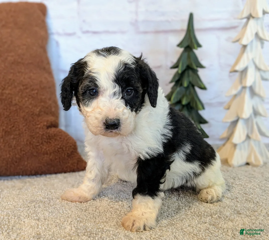 Mixed Breed dogs for sale: RoxAnn  - Ad 15