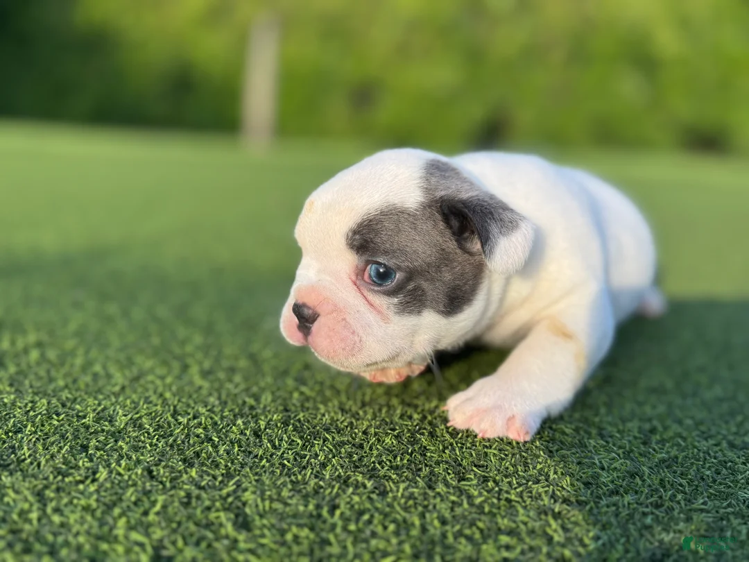 French Bulldog dogs for sale: Louie - Ad 2