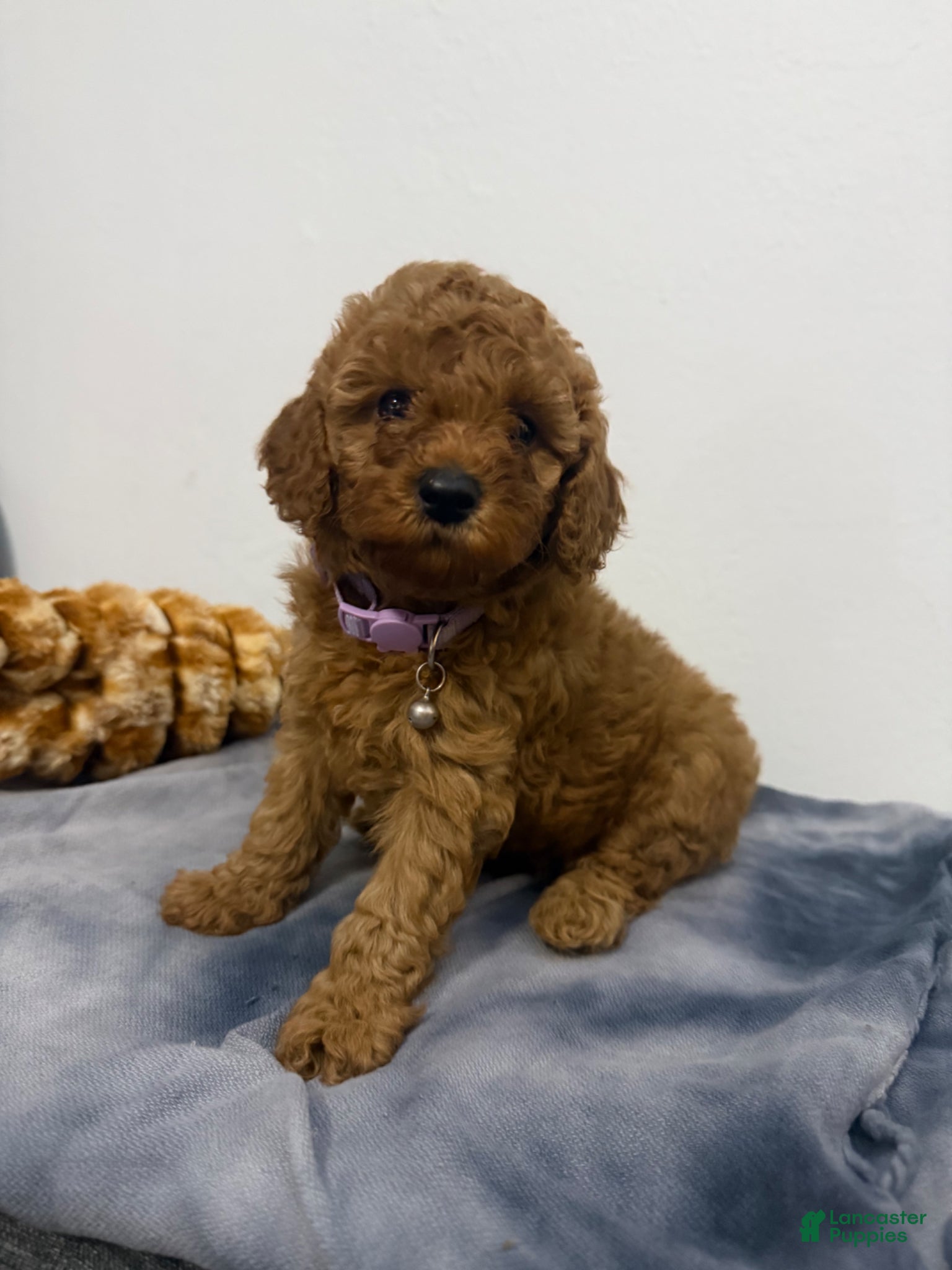 Miniature Poodle dogs for sale: Peaches - Ad 1