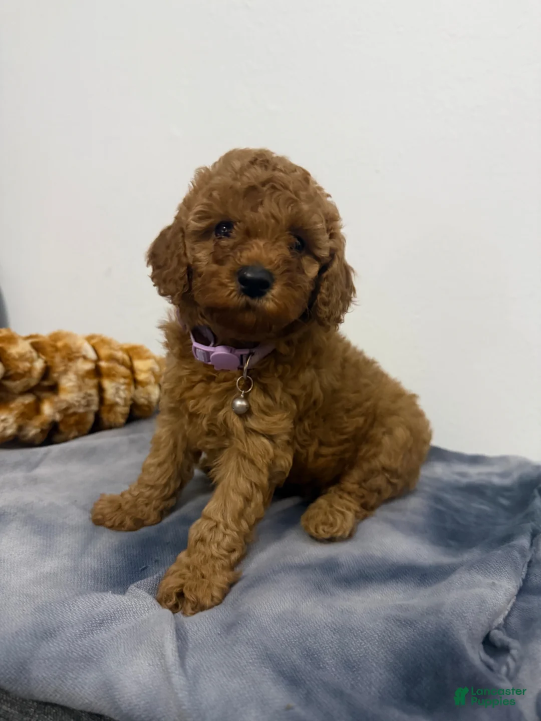 Miniature Poodle dogs for sale: Peaches - Ad 1