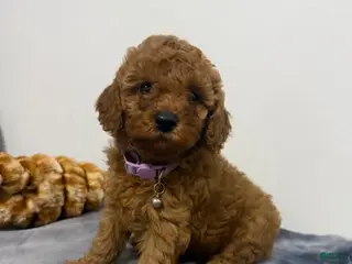 Miniature Poodle dogs for sale: Peaches - Ad 1
