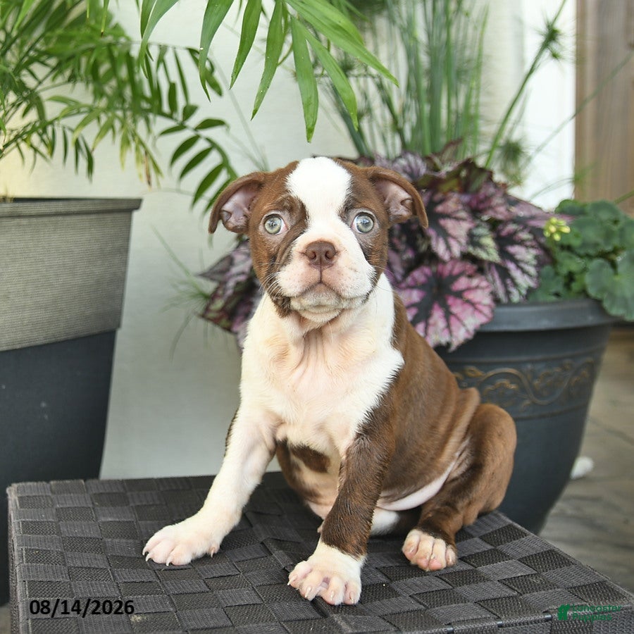 Boston Terrier dogs Ruffles  - Ad 2
