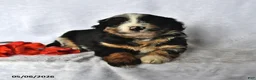 Mixed Breed dogs for sale: Drew - Ad 3