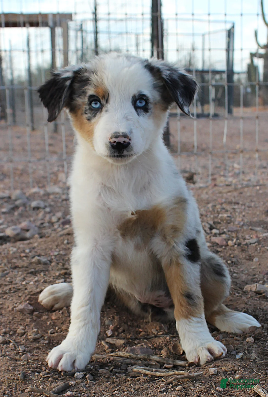 Australian Shepherd dogs for sale: 2 Blue merle girl with blue eyes - Ad 2